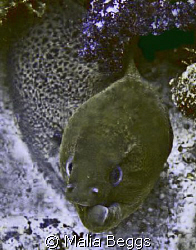 "Twisted Outlook".  I am not sure if this Green Moray Eel... by Malia Beggs 